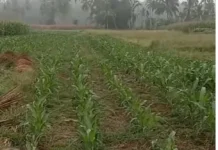 Petani di Bangka Pilih Tanaman Sedikit Air di Musim Kemarau