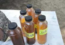 SDN 24 Sungailiat Produksi Pestisida dari Buah Bintaro