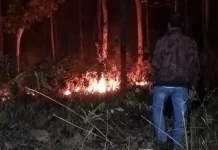 Hanya Sebulan, Karhutla di Babel Lahap 82 Hektar Lahan