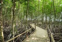 Mangrove Teluk Kelabat dan Pulau Dante Status Kritis