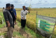 Kompos Warga Binaan Lapas Pangkalpinang Dongkrak Panen 1,2 Ton Gabah di Desa Rias