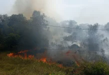 Lebih dari 11 Hektare Lahan Bangka Terbakar sejak Awal Juli