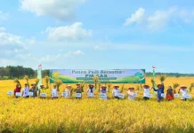 Wabup Basel Panen Padi dengan Sistem Pertanian Modern PM-AAS