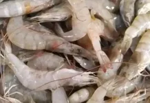 Ekspor Udang Vaname Babel Rp1,6 Triliun, Pengusaha Sungailiat Rasakan Untungnya