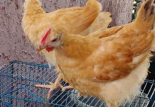 Ayam Merawang Jadi Pilihan untuk Ketahanan Pangan Keluarga