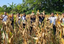 Lapas Pangkalpinang Panen 441 Kg Jagung Pipil