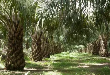 APKASINDO : Kebun Plasma 20 persen PT. GML Siap Dibagikan Kepada Masyarakat