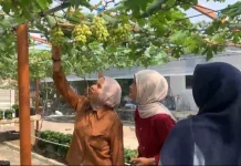 Wisata Petik Anggur Pesona Bay Sungailiat Tarik Minat Pengunjung