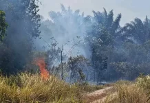 Kemarau, Api Melalap Empat Hektar Lahan di Arung Dalam