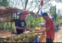 Musim Panen, Cempedak di Bangka Kini Cuma Rp5 Ribu - Rp20 Ribu per Buah