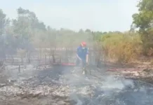 255 Kejadian Karhutla di Babel, BPBD Imbau Warga Jangan Bakar Lahan