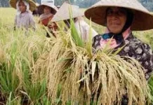 Indonesia Swasembada Delapan Komoditas Pangan, Petani Babel Ikut Bangga