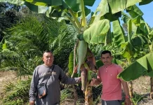 Ponpes Bahrul Ulum Tanam 2.000 Pisang Cavendish, Target Hasil Rp160 Juta