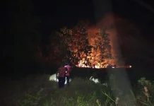 Lebih 300 Hektare Lahan Terbakar, Damkar Bangka Kewalahan Keterbatasan Armada