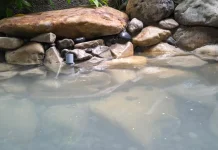 Kolam Ikan di Rumah: Obat Penat Murah ala Dewi dan Albi
