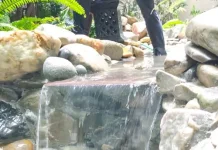 Rawat Kolam Ikan agar Tetap Bersih dan Sehat