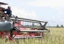 Ekses Kemarau Panjang, Sawah di Babel Gagal Panen