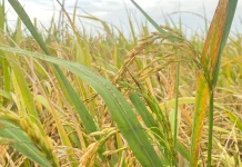 DPKP Babel Minta Petani Bijak dan Efektif Kelola Air