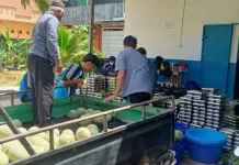 Kerjasama KMP-SPPG di Babar Terus Diperkuat, Petani Lokal Suplai Kebutuhan MBG