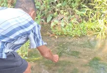 Sungai Surut, Lumut Hijau Jadi Umpan Jitu Pemancing Bangka
