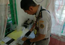 Karantina Babel Periksa Ratusan Kilogram Daun Ketapang Siap Ekspor