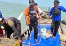 Dorong Ekonomi Nelayan, DKP Babel Salurkan Bantuan 21 Ton Bibit Kerang Dara