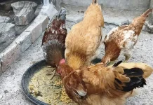 Slow Living lewat Pelihara Ayam: Belajar Sabar dan Konsistensi di Sungailiat