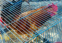 Kokok Ayam Penenang Hati: Slow Living ala Warga Sungailiat