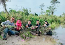 Hampir Punah, Anggrek Pensil Babel Tersisa 10 Persen