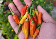Tabungan Dapur dari Pekarangan, Romdan: Berkebun Bikin Waktu Luang Produktif
