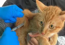 Beltim Masih Bebas Rabies, 149 Hewan Peliharaan Divaksin Gratis