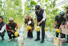 Agribisnis Peluang Wirausaha Generasi Muda Manfaatkan Potensi Daerah