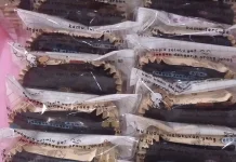 Bukan Sekadar Camilan, Fudgy Brownies Bisa Jadi Peluang Usaha