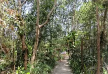Bangka Belitung Punya Potensi Pengembangan Agroforestry
