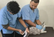 Pemkab Bangka Dapat Bantuan Seribu Vaksin Rabies