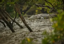 Cegah Serangan Buaya dengan Hindari Aktivitas di Sekitar Habitat