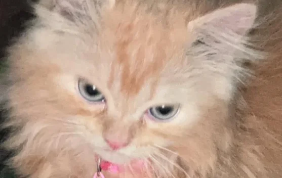 Memelihara Kucing Persia sebagai Teman Setia