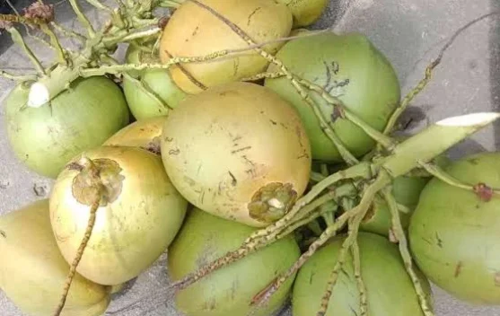 Manfaat Kelapa Muda untuk Tubuh saat Puasa