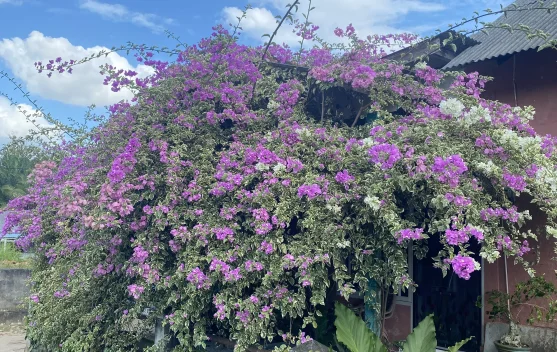 Hobi Bougenville Hidupkan Budaya Berkebun di Rumah