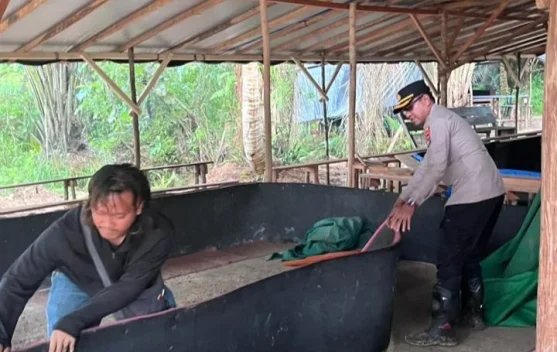 Polresta Pangkalpinang Bongkar Lokasi Sabung Ayam Kelurahan Semabung