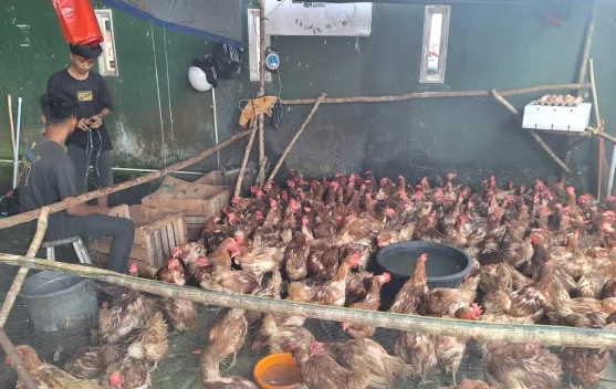 Harga Ayam Merah di Pasar Higienis Rp75 ribu per-ekor