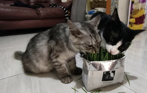 Manfaat Catgrass untuk Kucing Peliharaan di Rumah