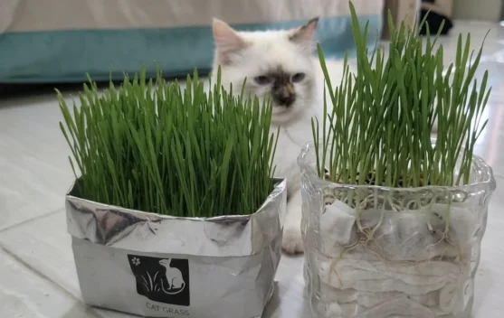 Menanam Catgrass Mudah dengan Media Tanam Tisu