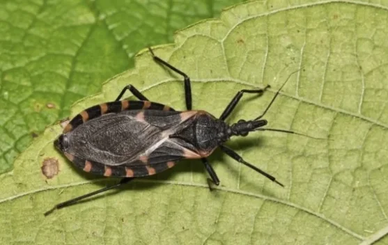 Jaga Kebersihan Lingkungan untuk Cegah Penyakit Chagas yang Berbahaya