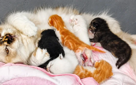 Hal yang Perlu Dihindari dalam Merawat Bayi Kucing