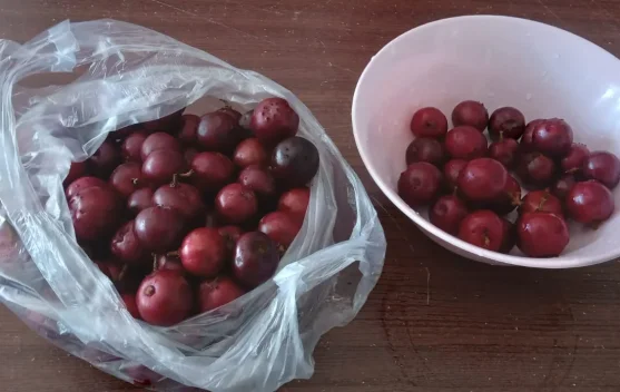 Buah Rukem dengan Rasa yang Asam Manis