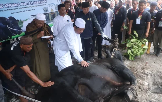 Sapi Kurban Bantuan Presiden Prabowo untuk Pangkalpinang Disembelih