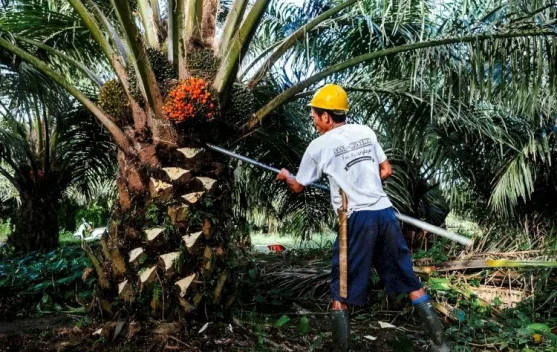 Bupati Algafry Siap Tindak Tegas Perusahaan yang Tidak Patuh Ketentuan Harga TBS