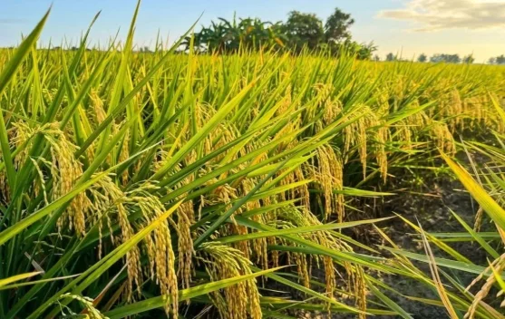 Menjaga Lumbung Pangan di tengah Ancaman Perubahan Iklim