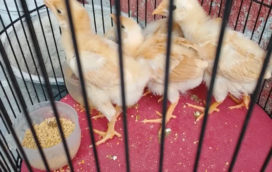 Pilih Pelihara Ayam untuk Ketahanan Pangan Mandiri